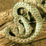 tesselata2.webp