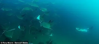 фри.webp