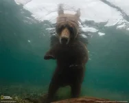 медведь.webp