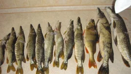 DSC01955.webp