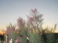 DSCN0600.webp