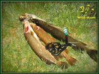 Graphic1.webp