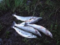DSCF5354.webp