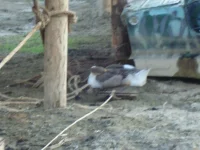DSC04462.webp