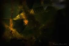 IMGP8780-цуи.webp