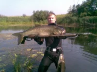 жерех.webp