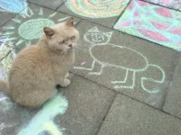 кот.webp