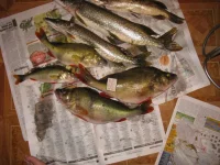 IMG_35191.webp