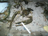 100_2715.webp