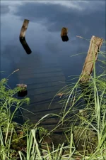 5.webp