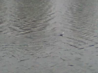 08112009(003).webp