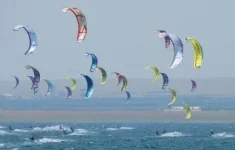 donuzlav-wings2.webp