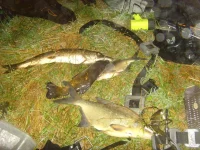 SNV31278.webp