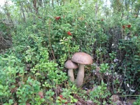 IMG_0439.webp