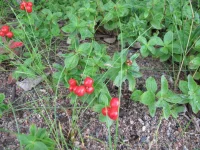 IMG_0404.webp