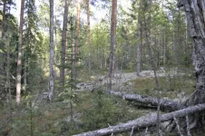Изображение 231.webp