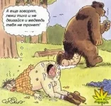 медведь.webp