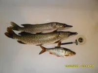 SAM_0071.webp