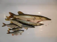 SAM_0074.webp