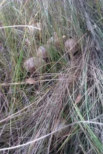 IMAG0172.webp