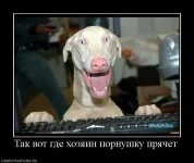 834139_tak-vot-gde-hozyain-pornushku-pryachet.webp
