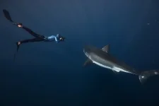 фри 2.webp