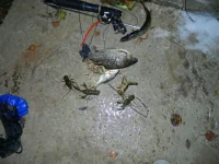 DSCN1033.webp