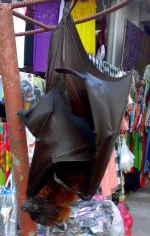 12102009051.webp