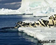 1318883019_penguins.webp