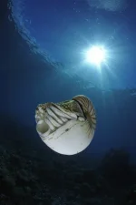 0.41747600_1323239906_l.webp