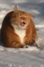 7729cbcd7ce8.webp