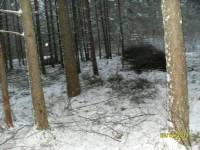 SL372092.webp