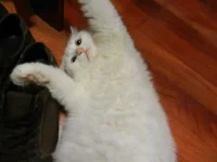 DSCN0271.webp