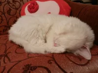 DSCN0341.webp