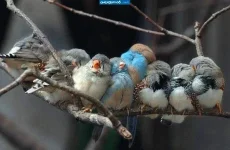 Нет у нас подушки, нет и одеяла, жмемся мы друг к дружке, чтоб теплее стало.webp