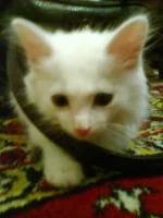DSC00107.webp