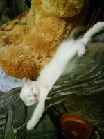 DSC00115.webp
