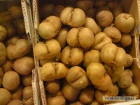 попки.webp