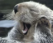 seaOtter.webp