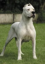 Dogo Argentino.webp