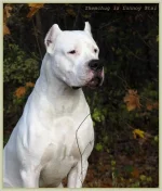 Zhemchug13.webp