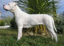 perros-dogo-argentino.webp
