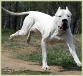 Zhemchug9.webp