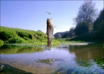 1329030787_fish-catch-flies-00.webp