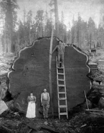 1326281963_woodcutters_19.webp