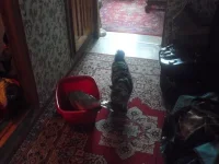 P1080208.webp