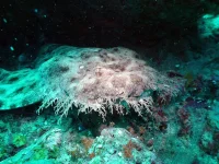 Wobbegong-shark.webp