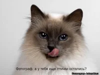 kotomatrix1378.webp