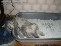 Кот.webp