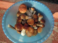 DSCN2876_1.webp